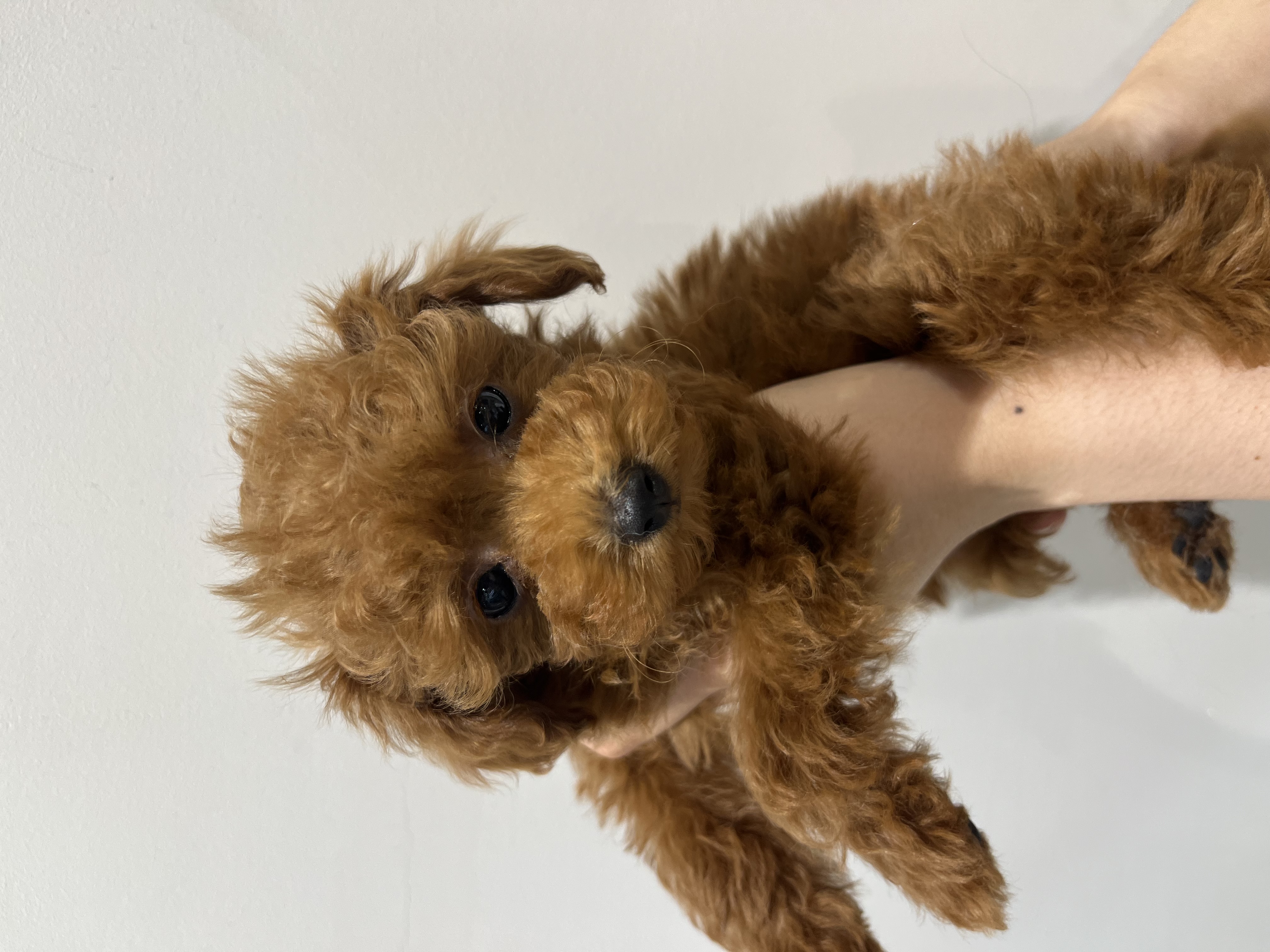 トイ・プードル - 磐田店 | ペッツワン